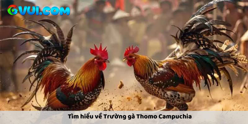 Giới thiệu trường gà Thomo Campuchia