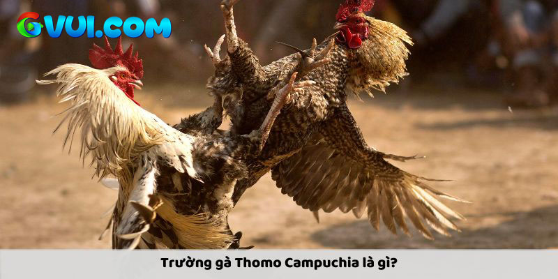 Cược tỷ số rất phổ biến