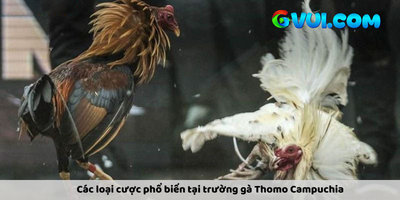 Đánh giá tỷ số cược để kiểm tra độ uy tín nhà cái